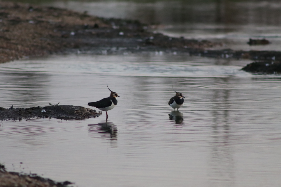 Recent Sightings 15th August 2022